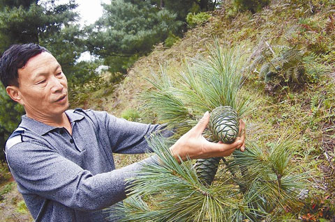 会东华山松:生态与经济共舞的绿色宝藏插图2 会东华山松:生态与经济共舞的绿色宝藏插图2