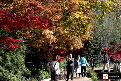 昆明冬日暖阳下,丰泽源植物园色彩斑斓吸引游人-会东网