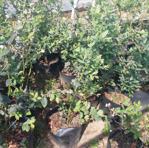 蓝莓种植对土壤的酸碱度要求?插图2 蓝莓种植对土壤的酸碱度要求?插图2