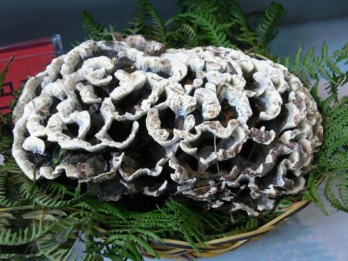 云南美食之旅:探寻八大滇菜之魂,品味彩云之南的独特风味插图5 云南美食之旅:探寻八大滇菜之魂,品味彩云之南的独特风味插图5