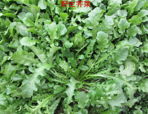 荠菜适宜的种植季节是何时?春季能种荠菜吗?插图1 荠菜适宜的种植季节是何时?春季能种荠菜吗?插图1