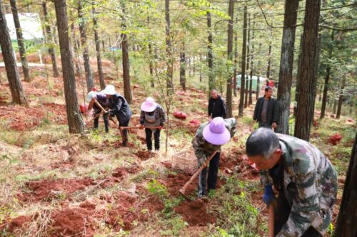 江西街乡“林下+”模式喜迎魔芋丰收,助力群众增收-会东网