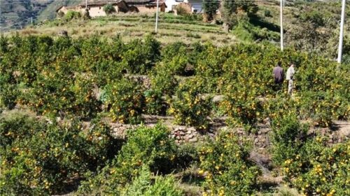 满银沟镇炭山椪柑喜获丰收,乡村振兴路上的“甜蜜”使者插图4 满银沟镇炭山椪柑喜获丰收,乡村振兴路上的“甜蜜”使者插图4