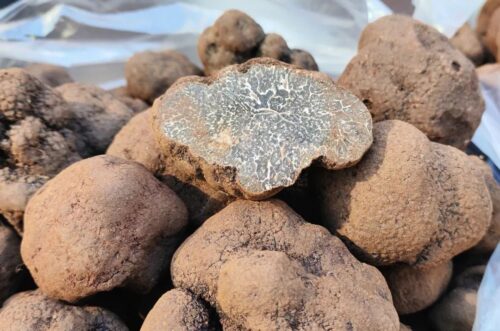 会东松露：林中黑钻石的丰收季节插图4