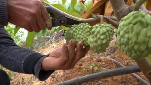 鲁吉镇释迦果种植：荒山变果园，特色农业引领乡村振兴插图3