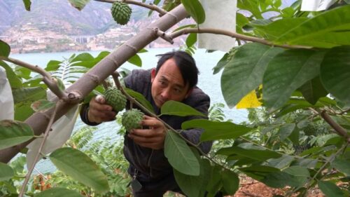 鲁吉镇释迦果种植：荒山变果园，特色农业引领乡村振兴插图2