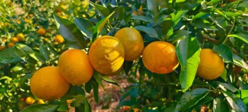 会东沿江一日游:房车营地旅行者领略自然风光,探索文旅融合新路径-会东网