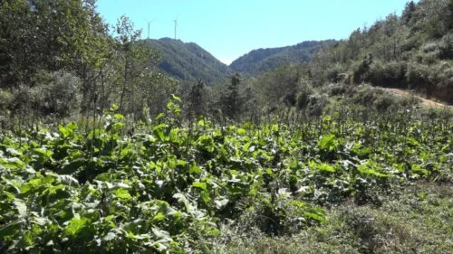 新街镇中药材种植：乡村振兴的“黄金山”插图