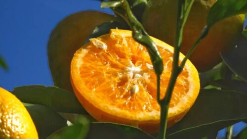 鲁吉镇沃柑丰收,照亮果农致富路,助力乡村振兴插图1 鲁吉镇沃柑丰收,照亮果农致富路,助力乡村振兴插图1