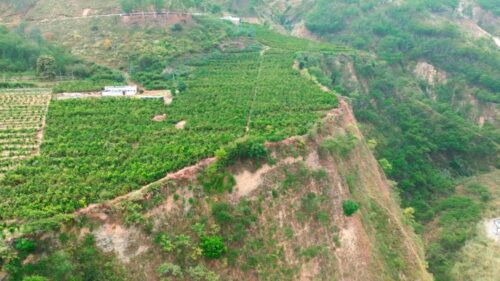 鲁吉镇沃柑丰收,照亮果农致富路,助力乡村振兴插图4 鲁吉镇沃柑丰收,照亮果农致富路,助力乡村振兴插图4