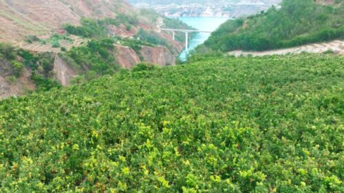 鲁吉镇沃柑丰收,照亮果农致富路,助力乡村振兴插图 鲁吉镇沃柑丰收,照亮果农致富路,助力乡村振兴插图