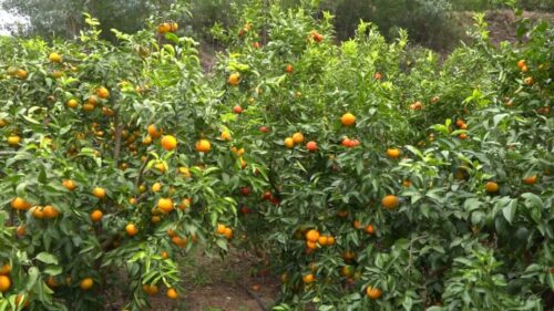 鲁吉镇沃柑丰收,照亮果农致富路,助力乡村振兴插图2 鲁吉镇沃柑丰收,照亮果农致富路,助力乡村振兴插图2