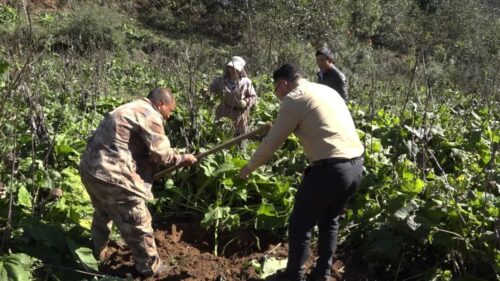 新街镇中药材种植：乡村振兴的“黄金山”插图2