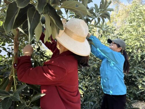 会东牛油果产业蓬勃发展,助力乡村振兴-会东网