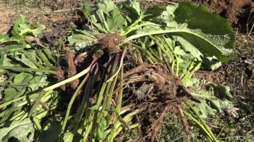 新街镇中药材种植：乡村振兴的“黄金山”插图3