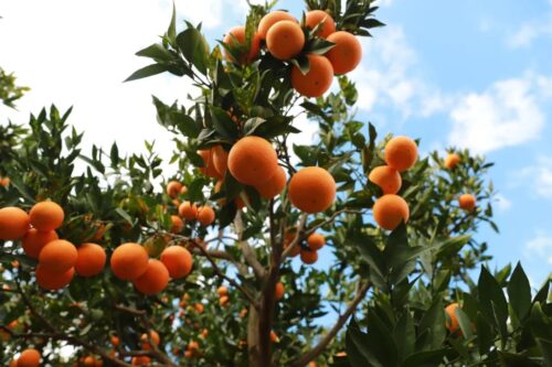 姜州镇文军家庭农场:初冬采摘乐,果冻橙飘香迎客来-会东网