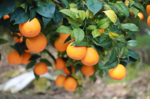 姜州镇文军家庭农场：初冬采摘乐，果冻橙飘香迎客来插图1
