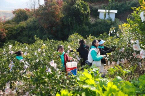 姜州镇文军家庭农场：初冬采摘乐，果冻橙飘香迎客来插图2