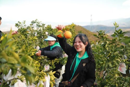 姜州镇文军家庭农场：初冬采摘乐，果冻橙飘香迎客来插图3