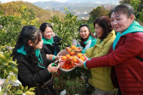 姜州镇文军家庭农场：初冬采摘乐，果冻橙飘香迎客来插图4