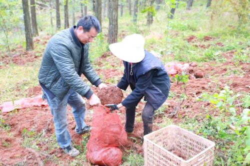 江西街乡“林下+”模式喜迎魔芋丰收,助力群众增收插图2 江西街乡“林下+”模式喜迎魔芋丰收,助力群众增收插图2