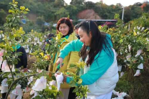 姜州镇文军家庭农场：初冬采摘乐，果冻橙飘香迎客来插图5