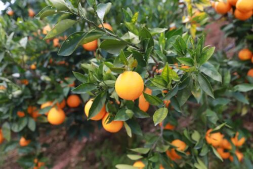 姜州镇文军家庭农场：初冬采摘乐，果冻橙飘香迎客来插图6