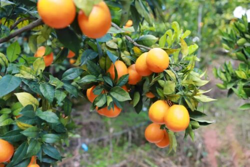 姜州镇文军家庭农场：初冬采摘乐，果冻橙飘香迎客来插图7