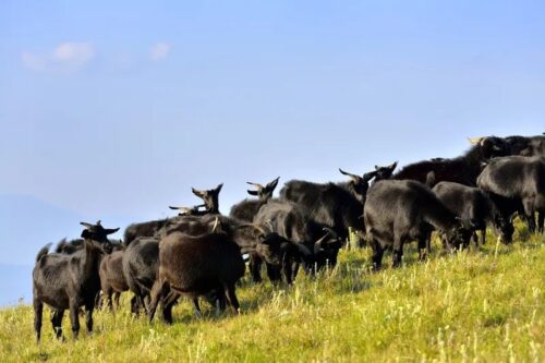 赏美景 品美食 会东书写文旅融合新篇章-会东网