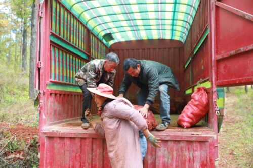 江西街乡“林下+”模式喜迎魔芋丰收,助力群众增收插图3 江西街乡“林下+”模式喜迎魔芋丰收,助力群众增收插图3