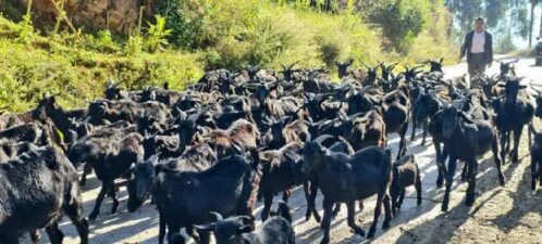 会东县堵格镇:“十四五”征程中的畜牧强音-会东网