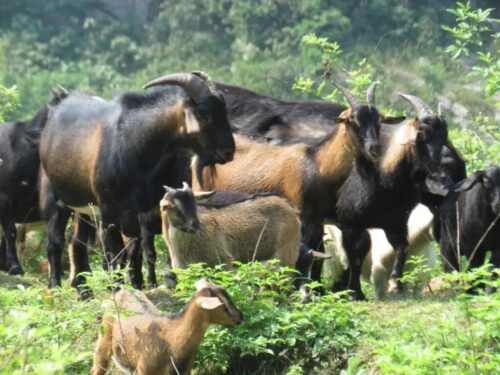 会东县堵格镇:“十四五”征程中的畜牧强音插图3 会东县堵格镇:“十四五”征程中的畜牧强音插图3