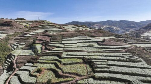 兰花籽成姜州镇乡村振兴“金钥匙”-会东网