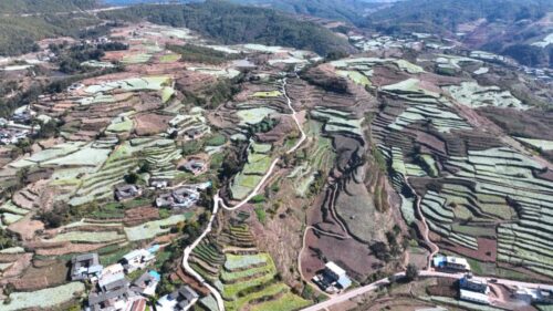 兰花籽成姜州镇乡村振兴“金钥匙”插图2 兰花籽成姜州镇乡村振兴“金钥匙”插图2