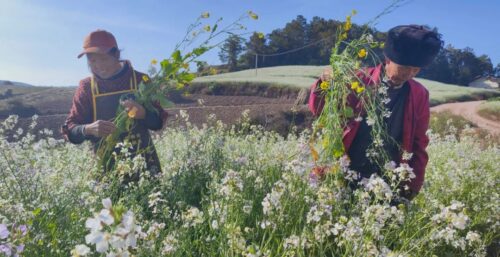 兰花籽成姜州镇乡村振兴“金钥匙”插图1 兰花籽成姜州镇乡村振兴“金钥匙”插图1
