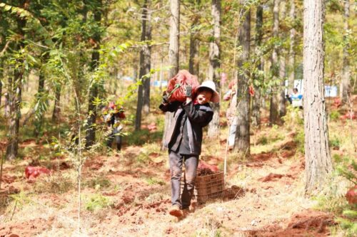 江西街乡“林下+”模式喜迎魔芋丰收,助力群众增收插图5 江西街乡“林下+”模式喜迎魔芋丰收,助力群众增收插图5