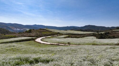 兰花籽成姜州镇乡村振兴“金钥匙”插图3 兰花籽成姜州镇乡村振兴“金钥匙”插图3