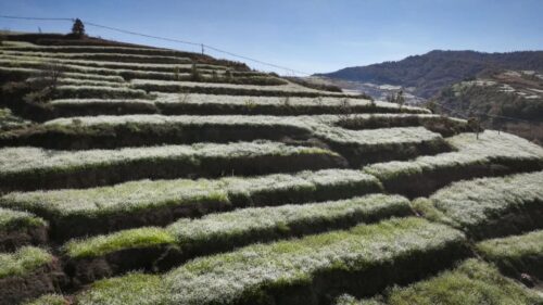 兰花籽成姜州镇乡村振兴“金钥匙”插图4 兰花籽成姜州镇乡村振兴“金钥匙”插图4