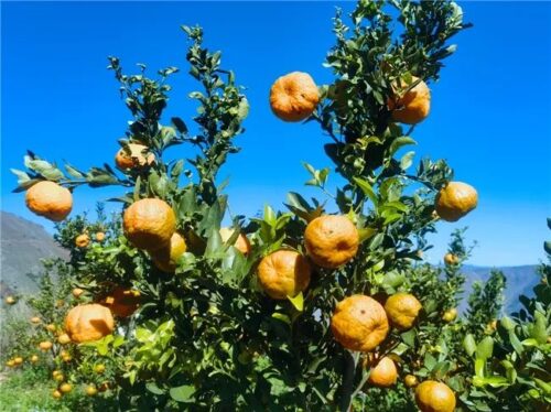 满银沟镇炭山椪柑喜获丰收,乡村振兴路上的“甜蜜”使者插图 满银沟镇炭山椪柑喜获丰收,乡村振兴路上的“甜蜜”使者插图