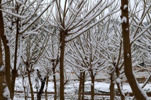 冬至会东,羊肉温暖人心插图7 冬至会东,羊肉温暖人心插图7