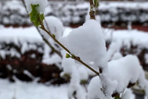 冬至会东,羊肉温暖人心插图8 冬至会东,羊肉温暖人心插图8