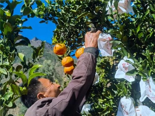 满银沟镇炭山椪柑喜获丰收,乡村振兴路上的“甜蜜”使者插图1 满银沟镇炭山椪柑喜获丰收,乡村振兴路上的“甜蜜”使者插图1