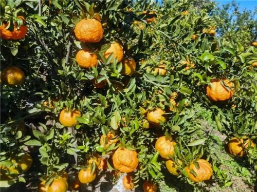 满银沟镇炭山椪柑喜获丰收,乡村振兴路上的“甜蜜”使者插图3 满银沟镇炭山椪柑喜获丰收,乡村振兴路上的“甜蜜”使者插图3