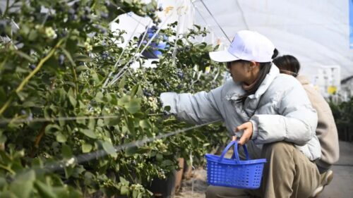 姜州镇中河村骑行采摘活动:冬季暖阳寻味会东-会东网