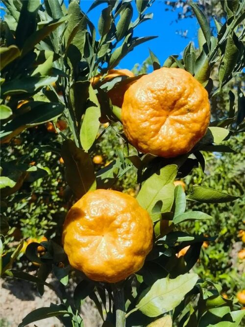 满银沟镇炭山椪柑喜获丰收,乡村振兴路上的“甜蜜”使者插图2 满银沟镇炭山椪柑喜获丰收,乡村振兴路上的“甜蜜”使者插图2