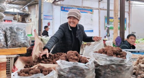 会东松露：林中黑钻石的丰收季节插图