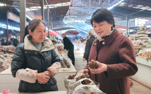 会东松露：林中黑钻石的丰收季节-会东网