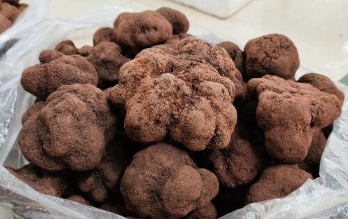 会东松露：林中黑钻石的丰收季节插图3