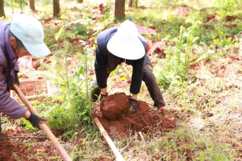 江西街乡“林下+”模式喜迎魔芋丰收,助力群众增收插图1 江西街乡“林下+”模式喜迎魔芋丰收,助力群众增收插图1