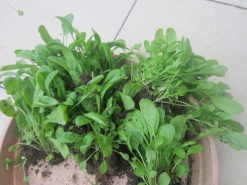 荠菜适宜的种植季节是何时?春季能种荠菜吗?插图2 荠菜适宜的种植季节是何时?春季能种荠菜吗?插图2